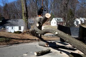 Tree Removal in St. Louis