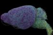 Scientists map mysterious 'blue place' of the brain and discover longest neuron in the mouse and cells used for learning
