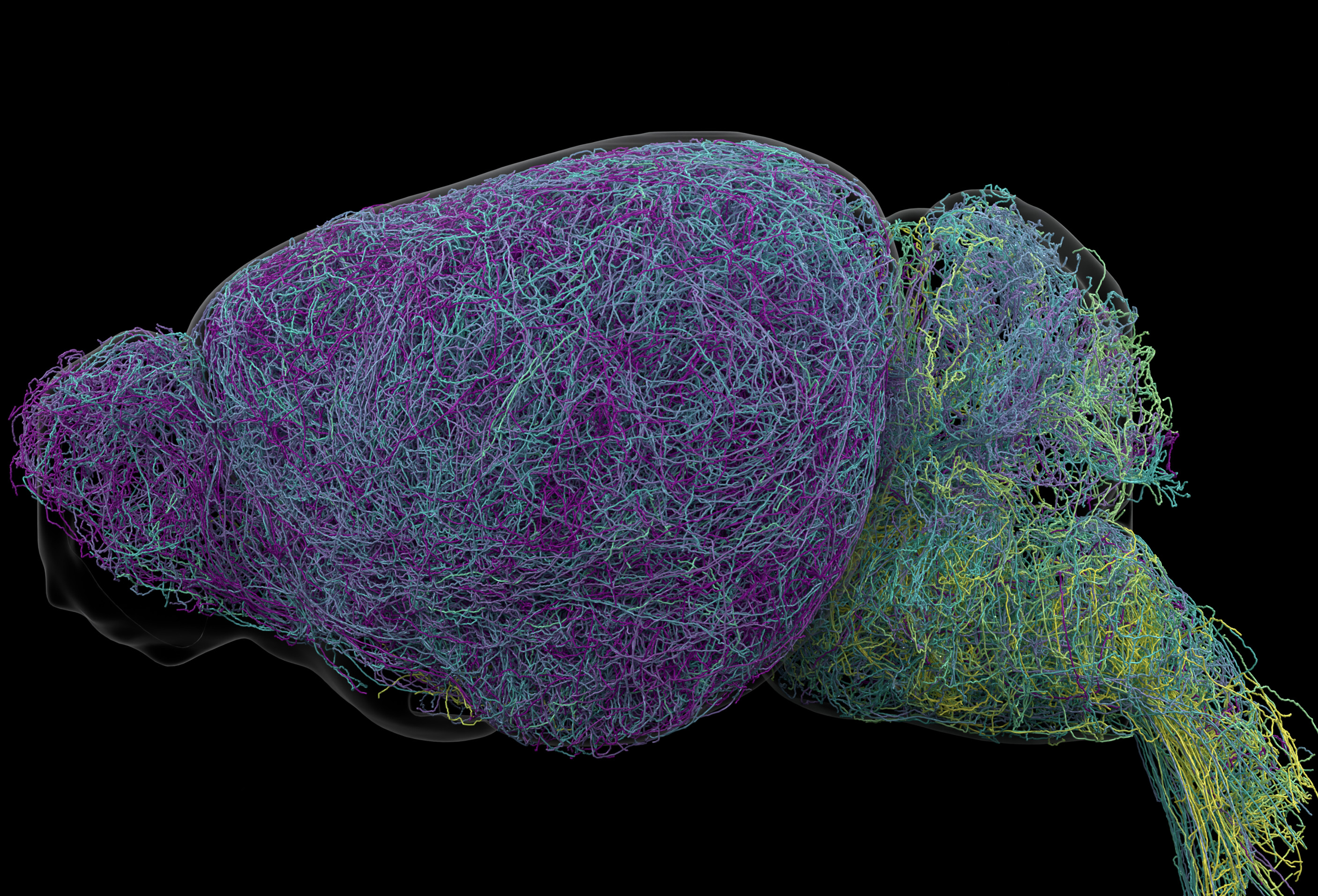 Scientists map mysterious ‘blue place’ of the brain and discover longest neuron in the mouse and cells used for learning