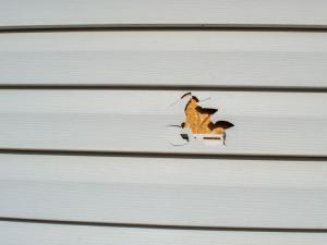 Close up of white vinyl lap siding with a jagged hole broken through one panel, showing torn plastic edges and bare wood sheathing underneath.