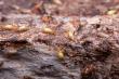 Mesa Termite Activity Rises as Monsoon Moisture Settles Into Desert Soil