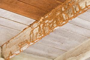 Branching orange brown termite mud tubes covering the underside and face of a white painted wooden beam, with dark timber boards visible behind it.