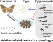 Oak Silkworm Eggs Use a Natural Chemical Defence to Keep Parasitic Wasps Away