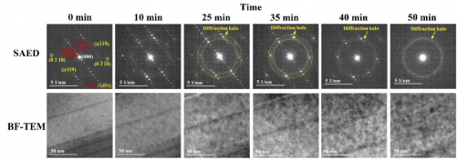 Radiation exposes a resilience gap between fusion superconductors