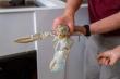 Rare 1-in-100-million ‘ghost’ lobster named Casper informs DNA research at University of New England