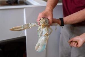 Ghost Lobster
