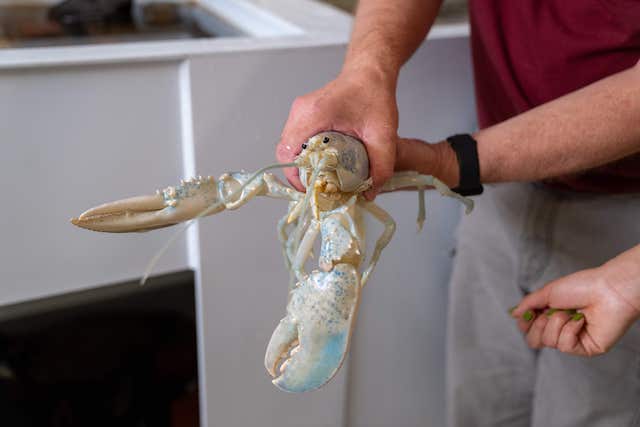 Rare 1-in-100-million ‘ghost’ lobster named Casper informs DNA research at University of New England