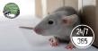 Cincinnati Mouse Removal Calls Rise Early - Fall Infestation Season Warned