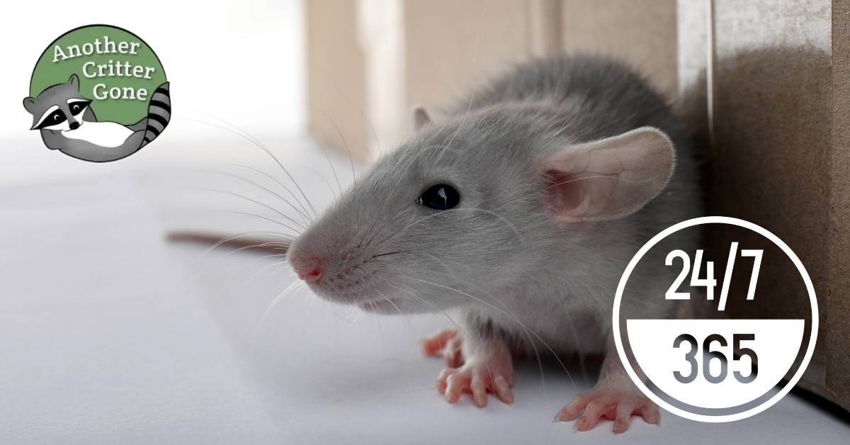 Cincinnati Mouse Removal Calls Rise Early – Fall Infestation Season Warned
