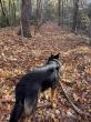 Off Leash K9 Training Greenville Highlights Basic Obedience and Board & Train Options for Real-World Dog Training