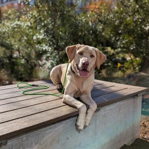 Best Dog Training Greenville
