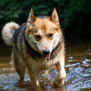 Dog Training Greenville