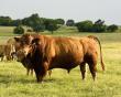 World’s Largest Fullblood Red Wagyu Herd Hits the Market With 795-Acre Oklahoma Ranch for $16.5 Million