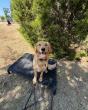 Off Leash K9 Training of Oklahoma Highlights Behavior Modification Support for Aggressive and Reactive Dogs