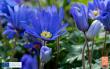 Flowerbulb.eu Encourages Gardeners to Plant Once and Enjoy Season After Season