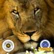 Lion Country Safari Renews Certified Autism Center™ Designation, Continuing Commitment to Inclusive Wildlife Experiences