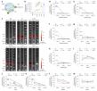 Cloud-Clone Enables mRNA-Engineered EVs to Surmount DMD Therapeutic Barriers: Restoring Full-Length Dystrophin