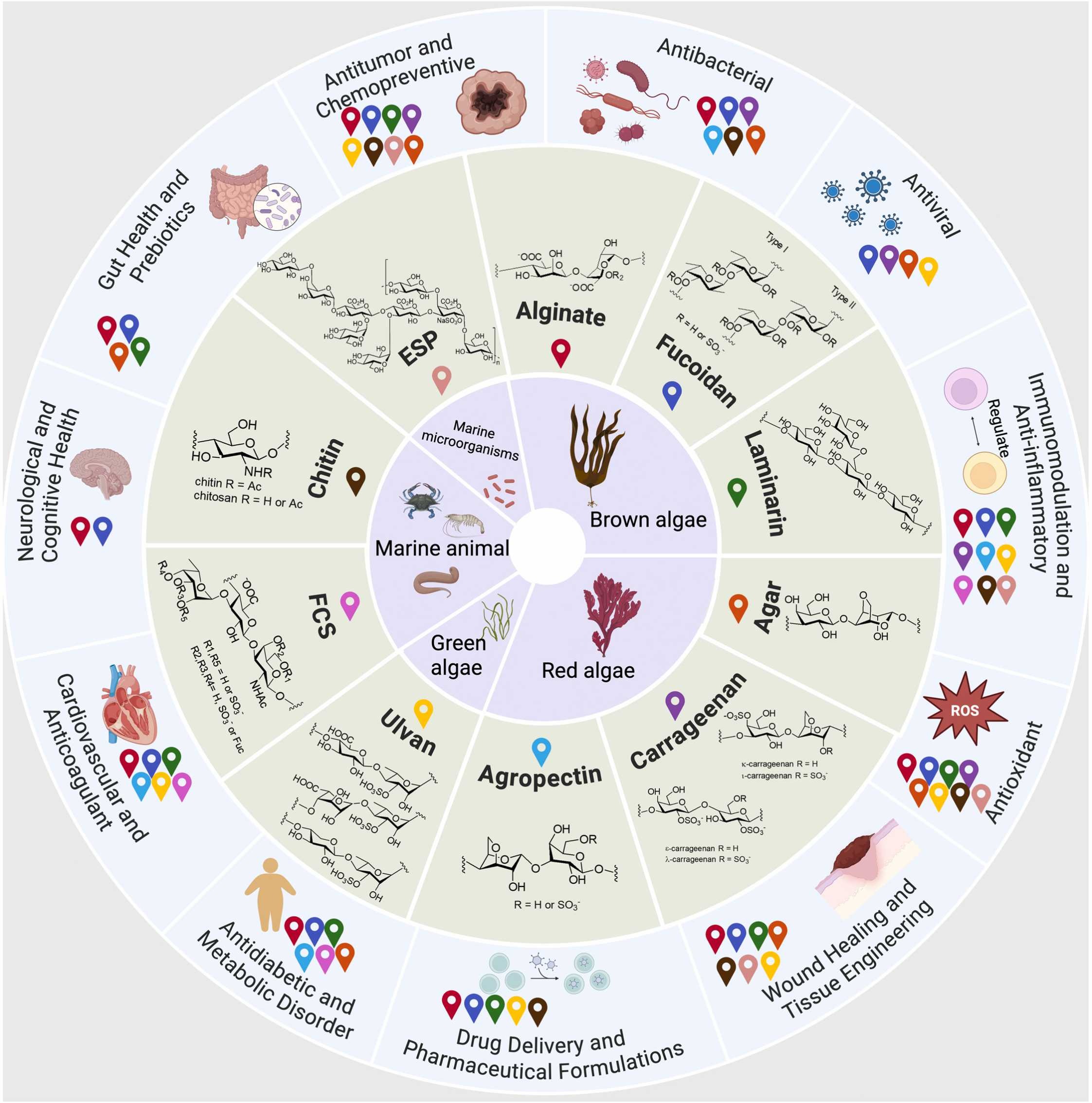 Marine carbohydrate therapeutics: from structural diversity to clinical translation