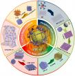 New method for safer plastics through porous ZIF-67 materials