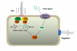 Tandem receiver domain response regulator DrdR modulates swarming by controlling PilB/PilT activity in X. campestris