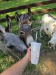 Fall in Love with Donkeys:  The Sassy Ass Invites Guests to a Fall Morning of Donkeys, Donuts, and Dahlias