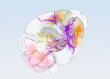 Scientists unveil the most detailed and precise map of the mouse motor cortex to date