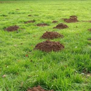 “Homeowners invest in artificial turf to create a clean, attractive, and durable outdoor space,” said Brian Cooper Dill