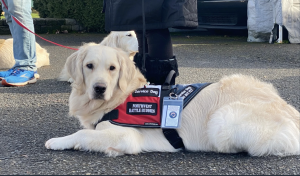 Northwest Battle Buddies Service Dog