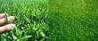 Brian Cooper Dill of TURF ZONE USA Highlights the Pros and Cons of Artificial Turf Versus Natural Grass