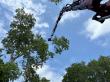 CHOP Nashville Arborists Urge Tree Health Checks Before Storm Season