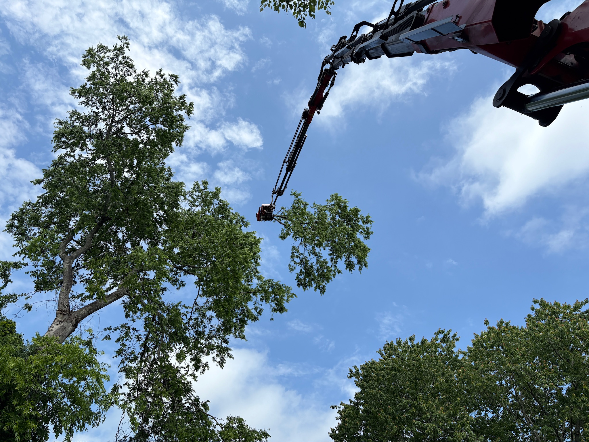 CHOP Nashville Arborists Urge Tree Health Checks Before Storm Season