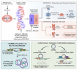 Humans have evolved invasive retroelements into defenders of their genome
