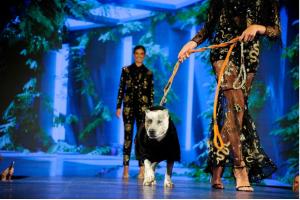 Catwalk Furbaby Runway (Photo credit: PMC / Paul Bruinooge)