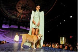 Catwalk Furbaby Runway (Photo credit: PMC / Paul Bruinooge)