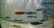 Radmantis AI Identifies Fish Species Mix With 99% Accuracy in Hydropower Study