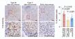 Cloud‑Clone Antibodies in Three High‑Impact Journals: Why Global Top‑Tier Teams Choose Chinese Research‑Reagent Brand?