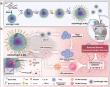 Microgel Paired with Cloud‑Clone Antibody: Precisely Reset Post‑Infarction Immunological Microenvironment