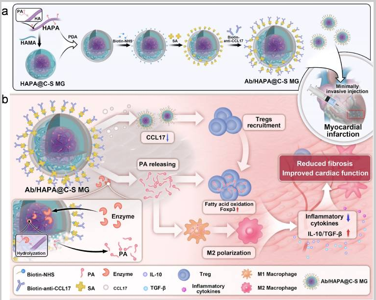 Microgel Paired with Cloud‑Clone Antibody: Precisely Reset Post‑Infarction Immunological Microenvironment