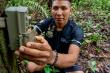 Integrated AI Tool Positions Biodiversity Monitoring in the Hands of Local Indigenous Rainforest Experts