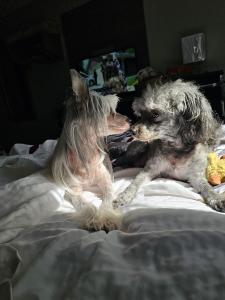 Mia and Milo, Tina’s two Chinese Crested dogs, sitting together on a bed