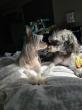 New York Dog Owner Seeks Information and Return of Mia and Milo After Hospitalization