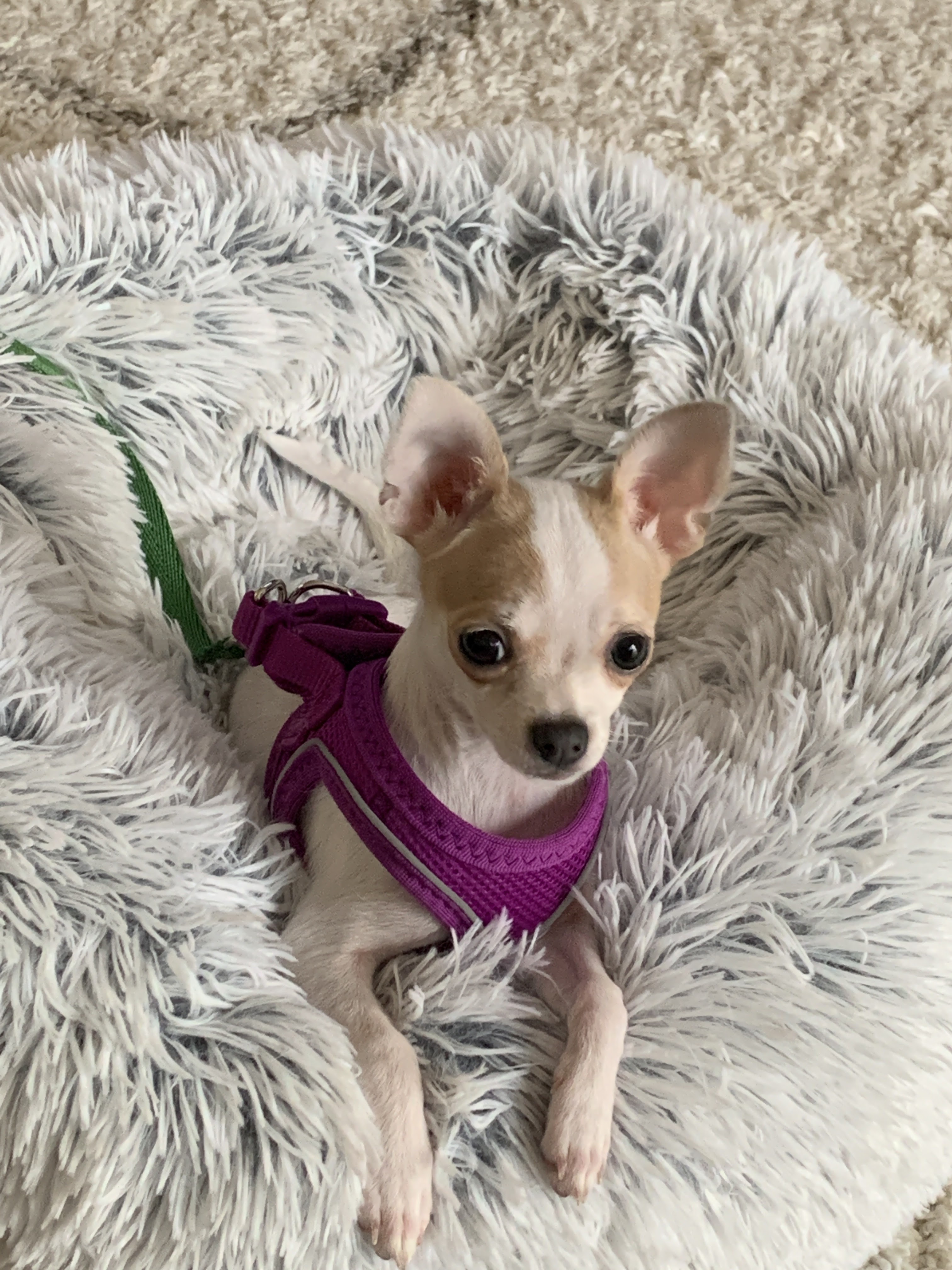 Dog Training Raleigh NC: Sally Said So Marks 17 Years of Aversive Free Training