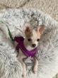 Dog Training Raleigh NC: Sally Said So Marks 17 Years of Aversive Free Training