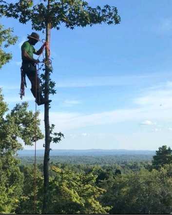 Greener Grounds Lawn & Tree Urges Birmingham Homeowners to Check Trees Before Fall Storms