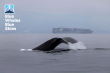 Cruise and Shipping Lines Onboard for Whale & Air Protection in the California Speed Reduction Zone