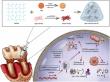A Stem Cell Pathway Offers a New Route to Periodontal Bone Regeneration