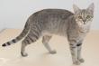 Rare Jerusalem-Born Kanaani Designated 'Heirs to King Solomon’s Feline Throne'