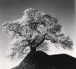 Award-winning UK Photographer Michael Kenna's “Beautiful Fukushima” Opens at Kostuik Gallery in Vancouver, BC