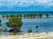 Wave ‘windows’ could save mangrove forests around the world