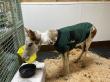 Oregon Wild Orphan Foal 'Adrian' Remains in Critical Condition as Medical Costs Climb